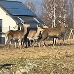 Beskid Penthouse * Milowka