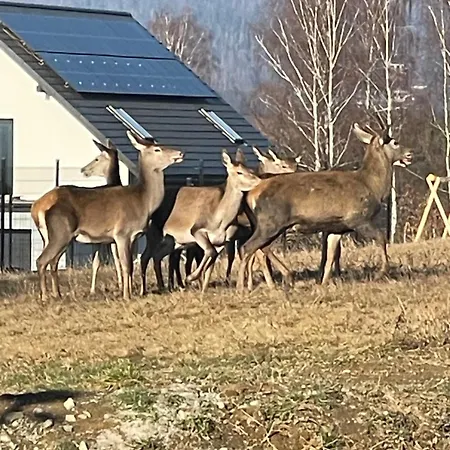 Beskid Penthouse * Milówka