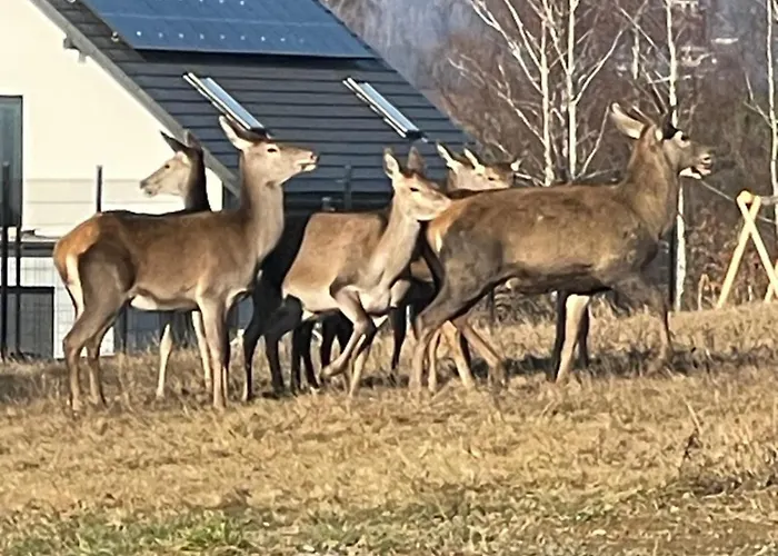 Beskid Penthouse * Milowka