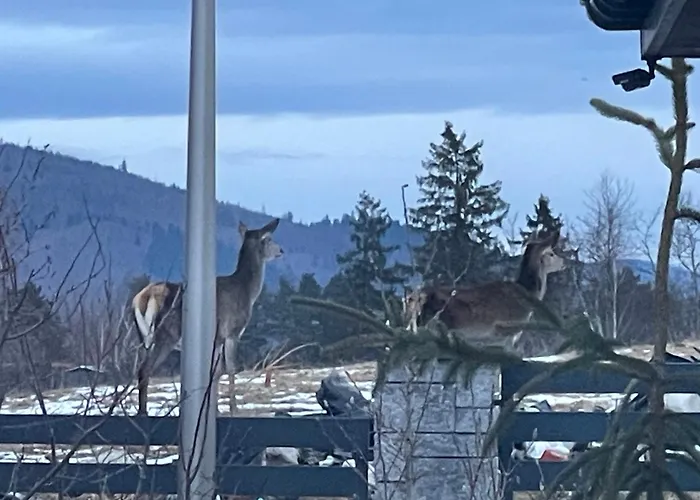 Beskid Penthouse Milowka